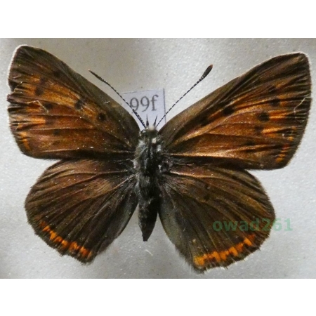 Lycaena alciphron (Rottemburg, 1775) female Czerwończyk zamgleniec Czech99f